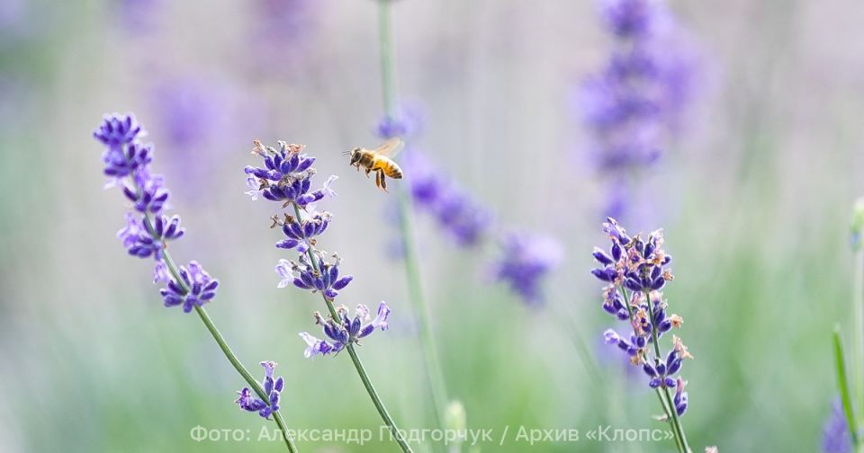 На пасеке в Гвардейском районе неправильные пчёлы делали неправильный мёд