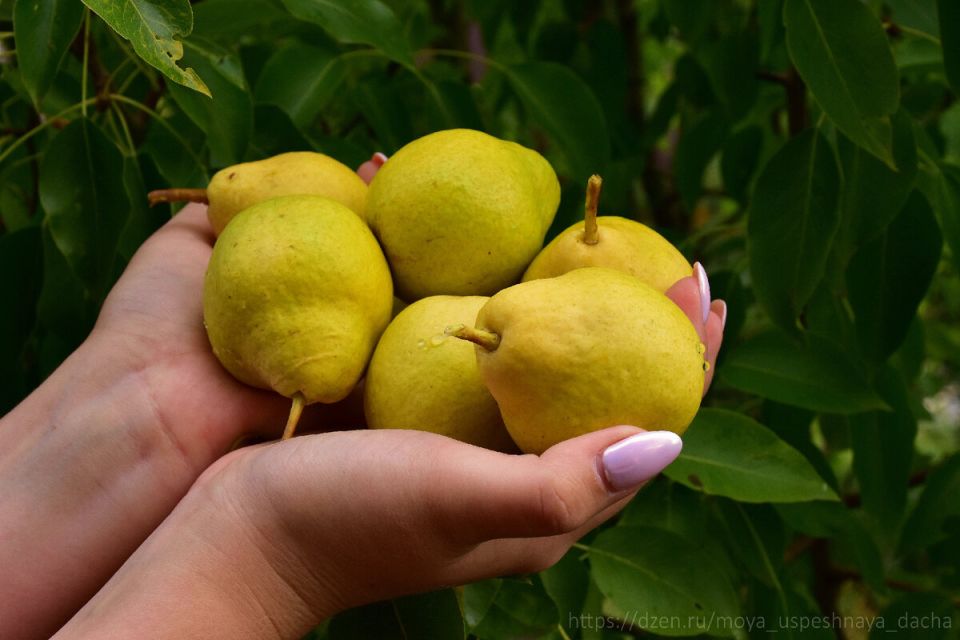 Как правильно обрезать грушу весной для щедрого урожая
