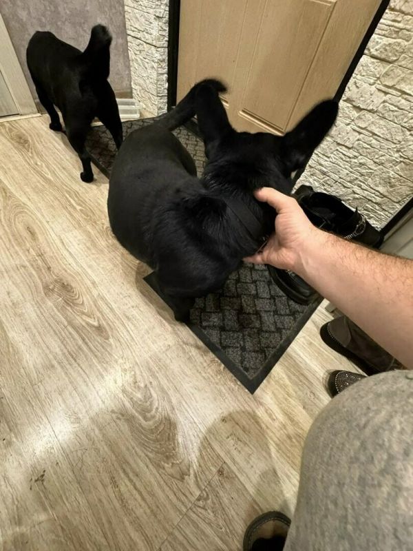 После публикации «Клопс» полиция задержала жителя Храброво, убившего свою собаку