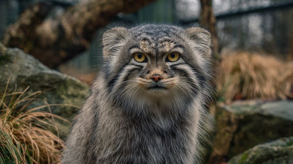 ������ ������ � ���������� �������� �� ����� ����� �������