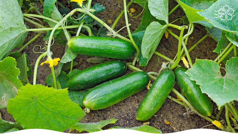 ������ ������� ������� ��� ������ ������� �������