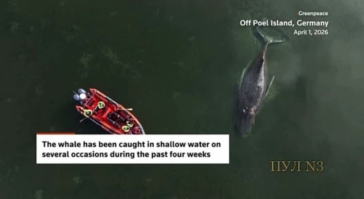 ���� � ��������� �������� ��� � �� ������ - Greenpeace ��������, ��� �� ��������� ��������������: