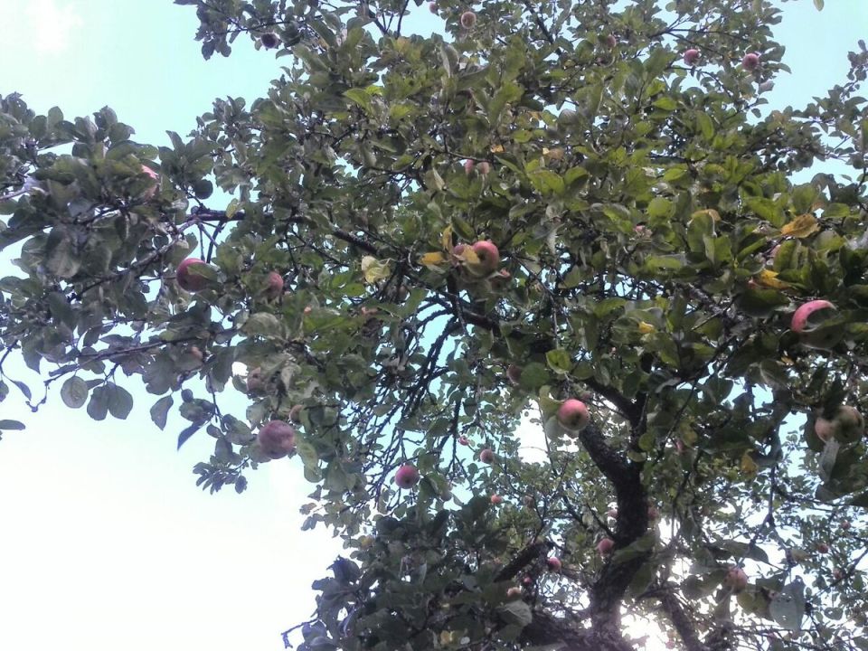 Как защитить яблоню от тли: лучшие методы весной