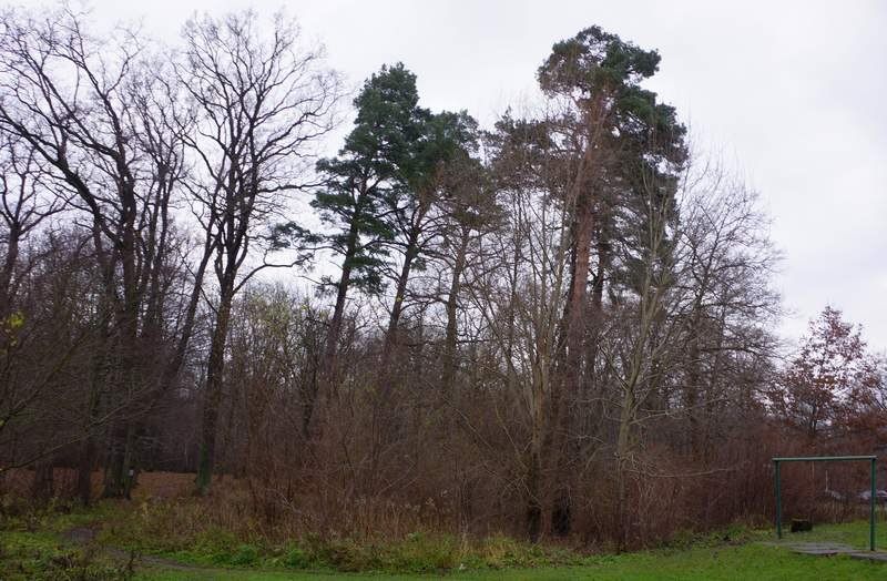 «Женщина задыхалась!»: Калининград шокирован газовой атакой на женщин