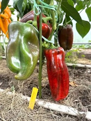 ����� ������: ����� ������ ��� ���������� �������