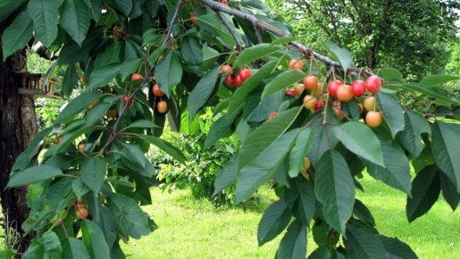 ������� ������� ������ �������