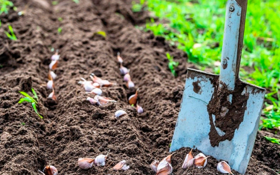 Эффективная подготовка грядок для озимого чеснока: секреты урожайности