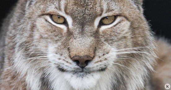 �� �������� ��������� ����������� �� ����������� ������ � �����