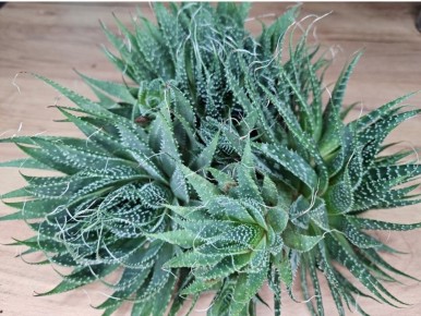 ��� ������� ������� ����: ������� ������ �� �������������� ��������� ��������