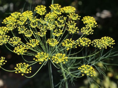 ��� ����� � �������� ���������� ��������� ����� ��� ������