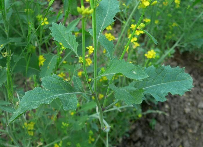 ����� ��������� ����������� ����: ������� �� ������� ��������