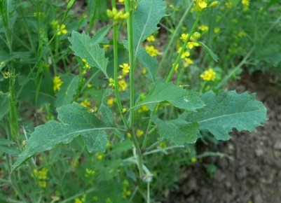 ����� ��������� ����������� ����: ������� �� ������� ��������