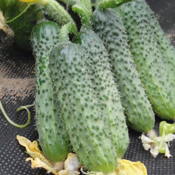 ������ '�����': ��������� ����� ��� �������� � �������� ������