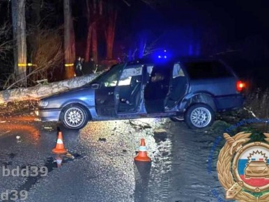 Под Черняховском водитель врезался в перекрывшее дорогу дерево
