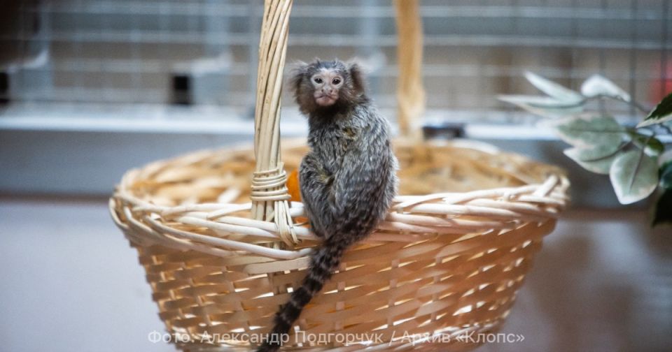 ��������������� ������� �������� � ��������� ����� ������