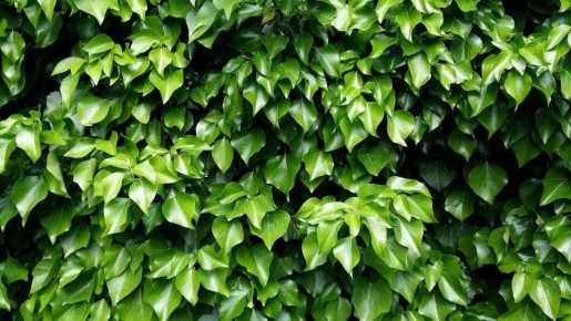 �������� ��������: ��� ���������� ���� � ������ ������ � ����