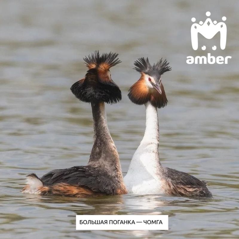 ������� ������� � ����� 2026 ���� �� ������ ����������� ����� �������� � ��