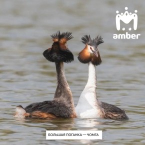 Большая поганка — птица 2026 года по версии сотрудников союза пернатых в РФ