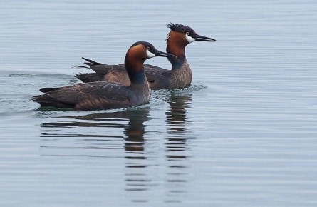 �������� ������� ����� ��������� ������� � ������ ��� �������������