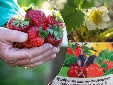 ��� ������ ���������� �������� ��� �������� ������: ������ � ������ ���������