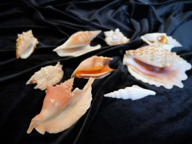 ����� ������ ������������ ������� ��������� ��������� ����� �������� ������