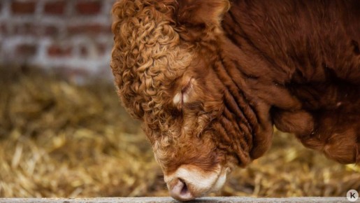 � ��������������� ������� ����� ������������ ����, ������ � ���