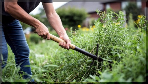 ��������-������ ��� ������-�������: �������� ���������