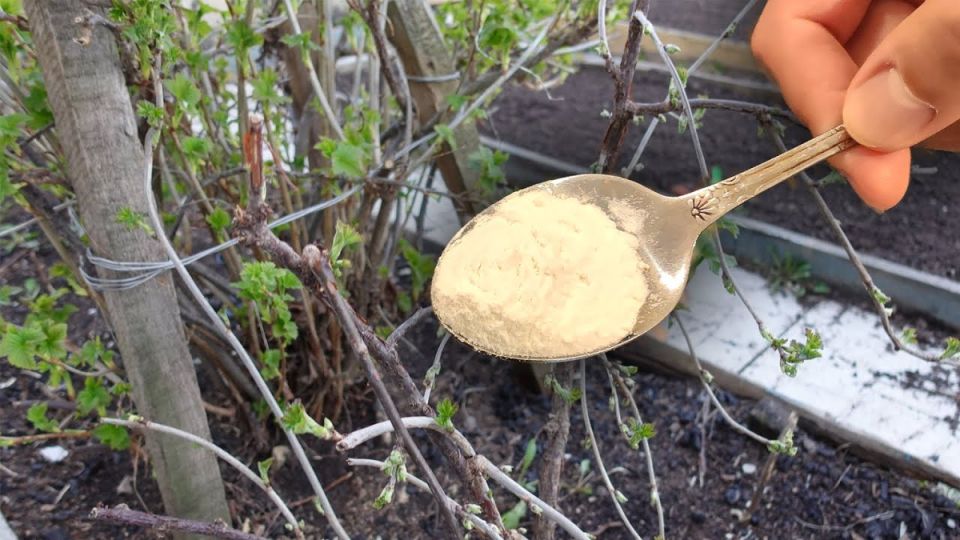 ����� ������� ����: ��� ����� ��� ����� ������� ����� �������� ������ ���������