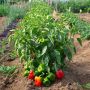 Июль для перца: секреты ухода для щедрого урожая