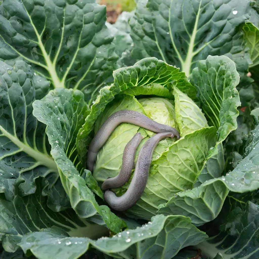 Как сразиться со слизнями: пиво на защите вашей капусты