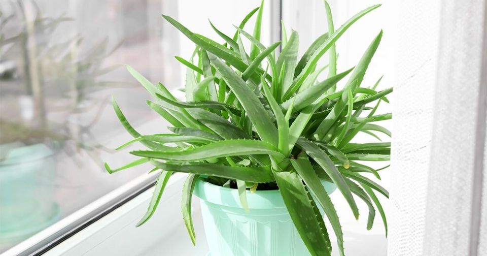 ����: ��� �������, ��������� � ������������ ��������� ��������� � ���� ����