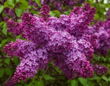 � ������������ ������� ��� 150 ��������� ������ ������� �������