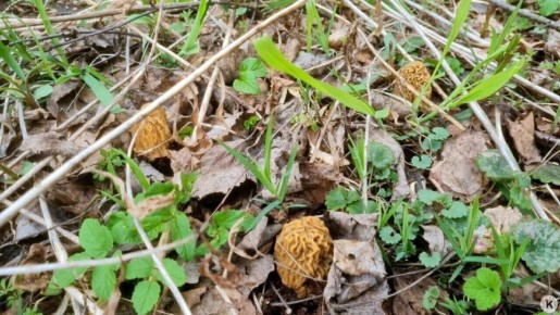 � ����� ����������� � ���������������� ������� ��������� ���������� �������