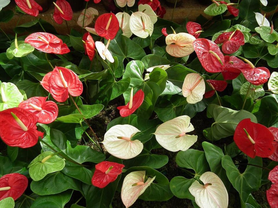 ��������� ��������: ��� ��������� �� ���� �������� ����� � ����� ����