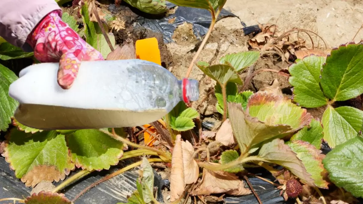 Секретный метод ранней весенней подкормки, который увеличит урожай клубники вдвое!