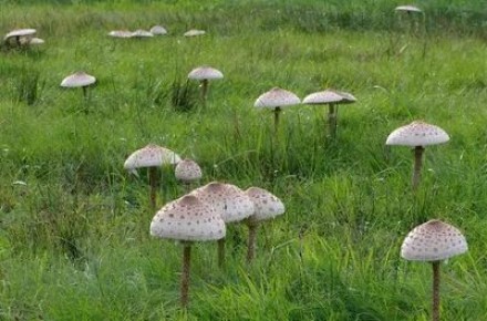 �����-�������: ��� �������� ��������� �� ���