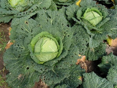 ����� ��������� ������: ��� ��������� ������� ����������