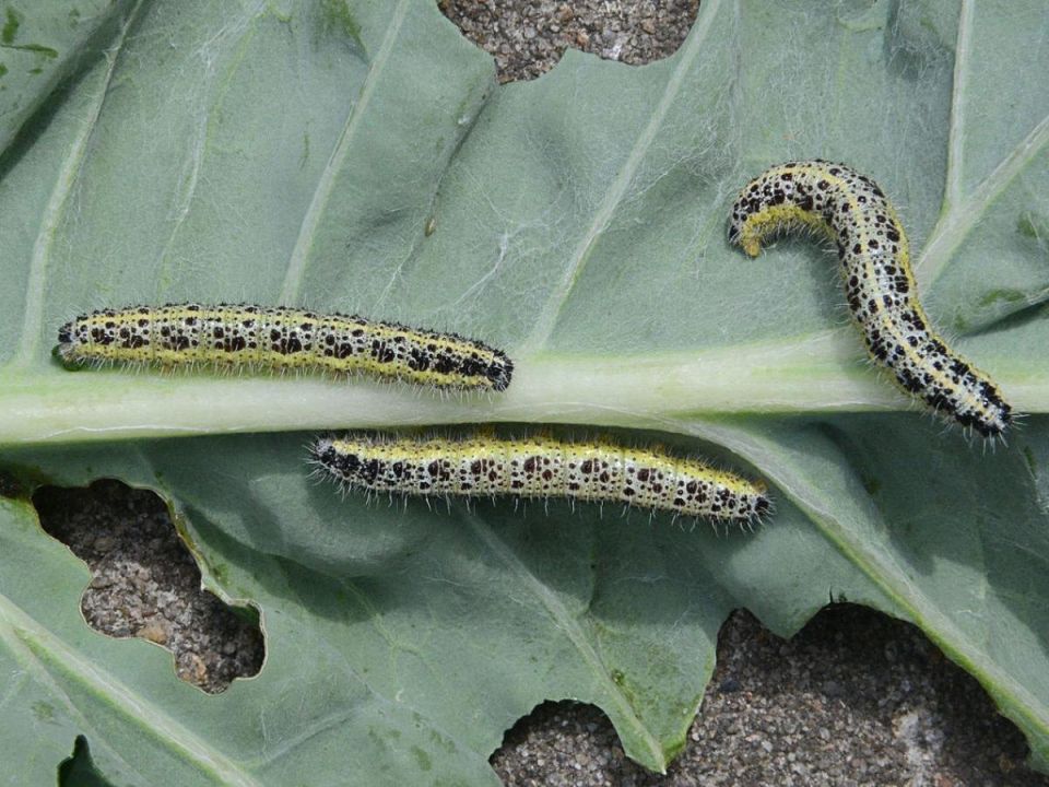 �������� �� �������: ��� �������� ������ ��� �����