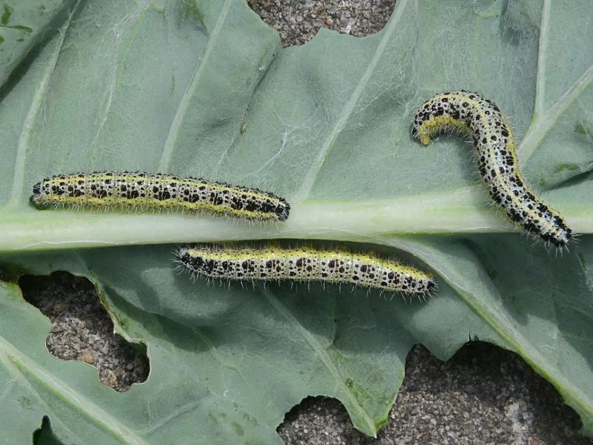 Гусеницы на капусте: как защитить урожай без химии