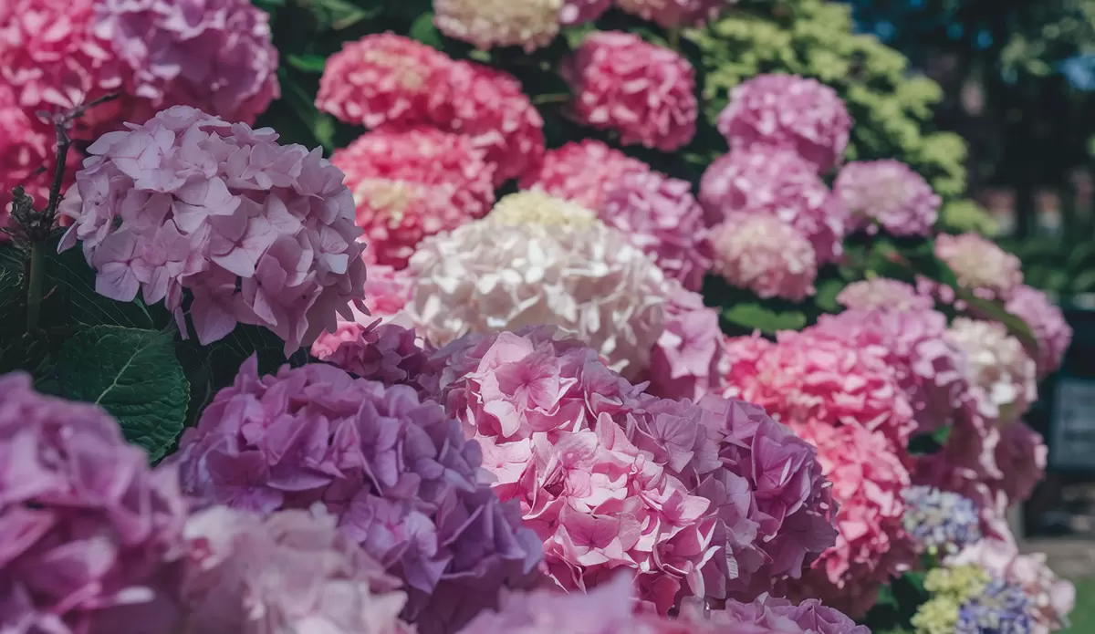 Почему гортензии разочаровывают своим цветением в конце лета?