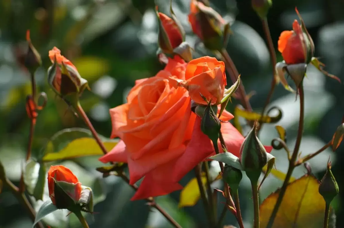 Как спасти розы от черной пятнистости: простые советы для каждого садовода