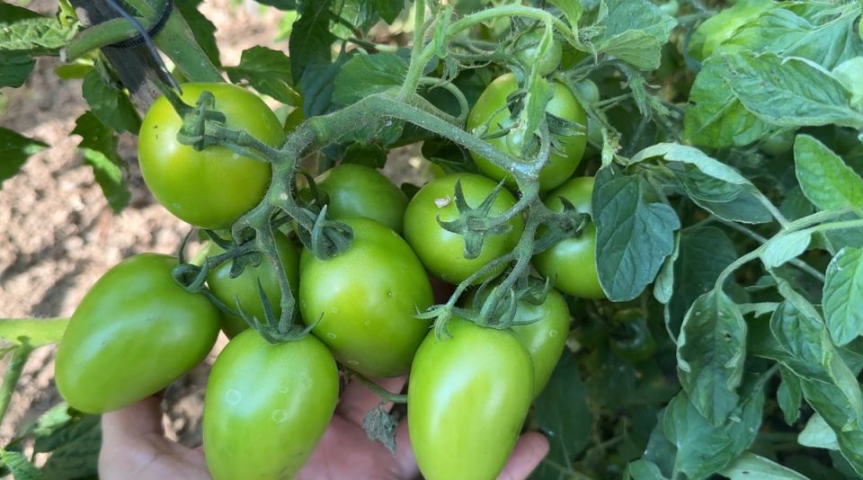 ������ � �������: ������� ����� ��� ������� ������ �� ����� �����