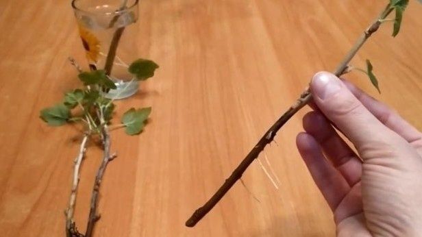 ��� ��������� ����������� ��������� ������: ������ ������ � ������