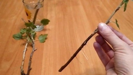 ��� ��������� ����������� ��������� ������: ������ ������ � ������