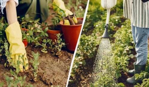 Как сэкономить воду при поливе: эффективные советы для садоводов