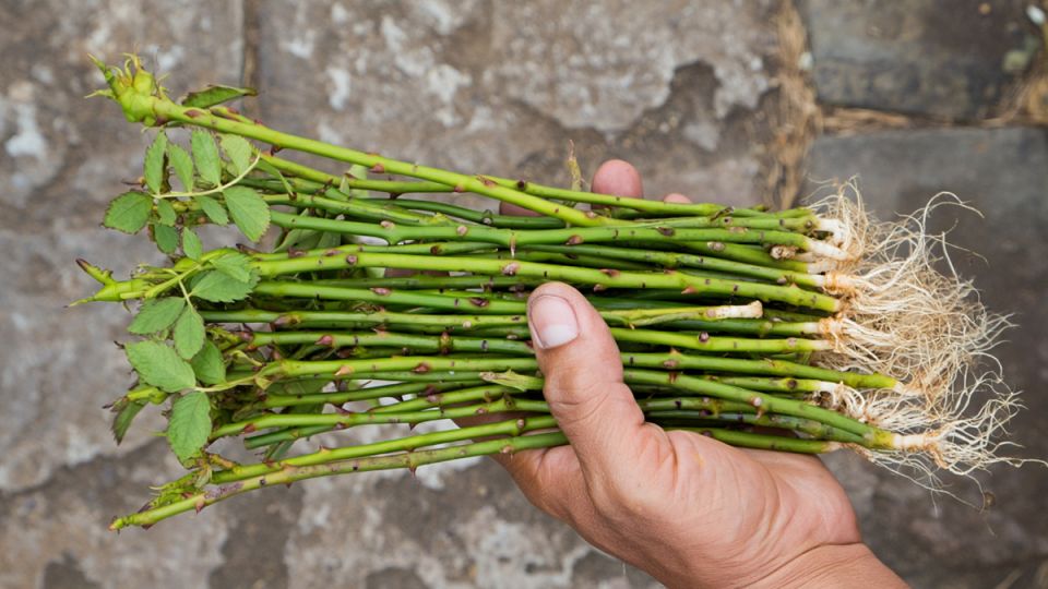 ������� ��������� ���������� ��������: ��� ����������� ������ � ��������� ������