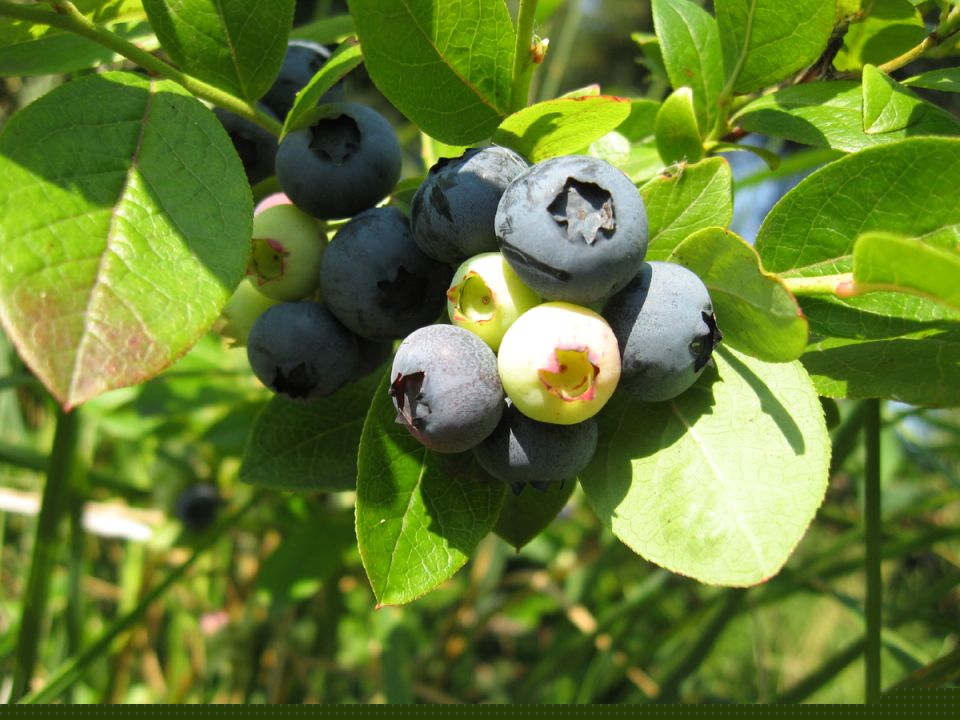 ��������: ������� ��������� ����������� �� ����� �������