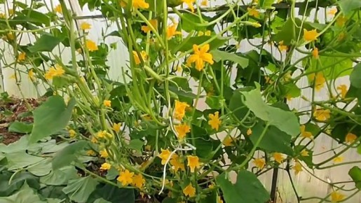 ��� ��������� ��������� ������: ������� ������ �� ���������