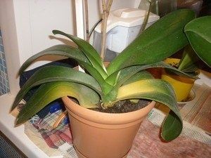 ������� ���������� ������� �������