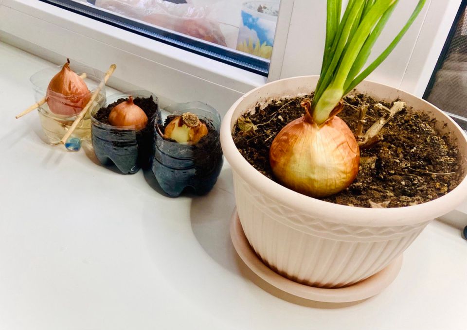 ����������� ���� �� �����������: ������� � ����������� ������